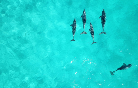 Vier Delfine schwimmen in eine Richtung, ein fünfter verlässt die Gruppe.