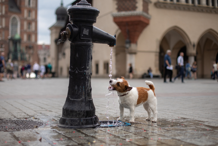 Auf einem Marktplatz trinkt ein kleiner braun und weiß gescheckter Hund aus einem Hydranten Wasser. 