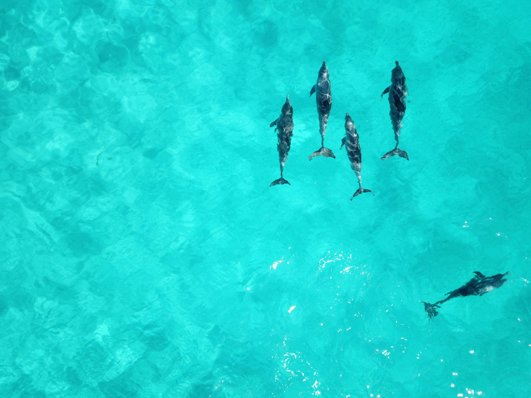Vier Delfine schwimmen in eine Richtung, ein fünfter verlässt die Gruppe.