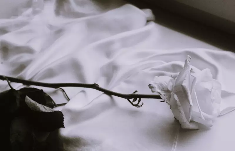 Eine weiße Rose, die auf weißem Stoff liegt