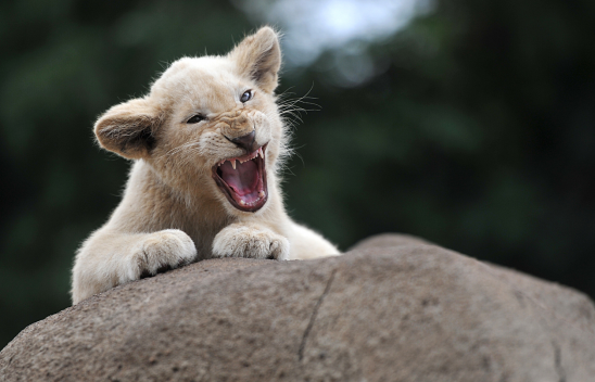 Ein Löwenjunges brüllt. Foto: iStock | xp33gt