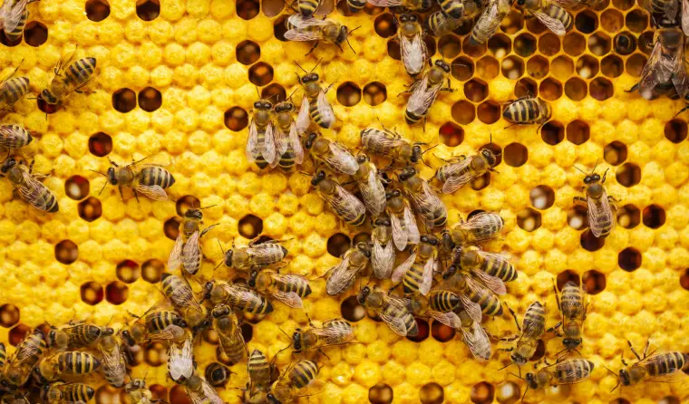 Bienen krabbeln auf einer Bienenwabe.