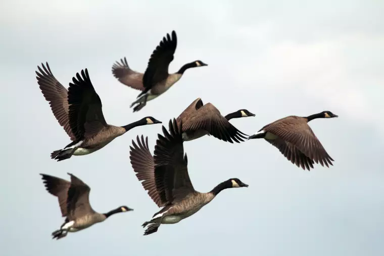 Eine Formation von Zugvögeln steht sinnbildlich für den Lebensverlauf.