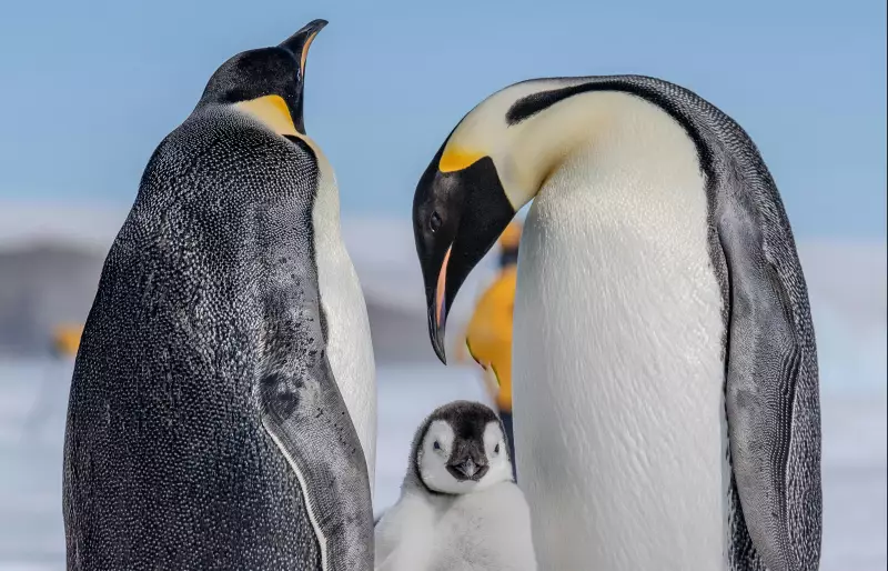 Kaiserpinguine kümmern sich gemeinsam um ihr Junges.