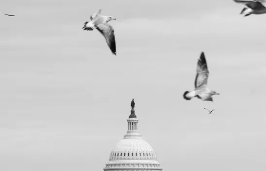 Ein Vogelschwarm fliegt über das Kapitol. Ein Vogelschwarm fliegt über das Kapitol.