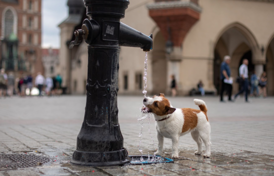 Auf einem Marktplatz trinkt ein kleiner braun und weiß gescheckter Hund aus einem Hydranten Wasser. 