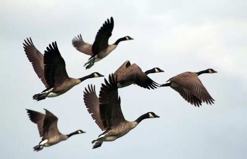 Eine Formation von Zugvögeln steht sinnbildlich für den Lebensverlauf.
