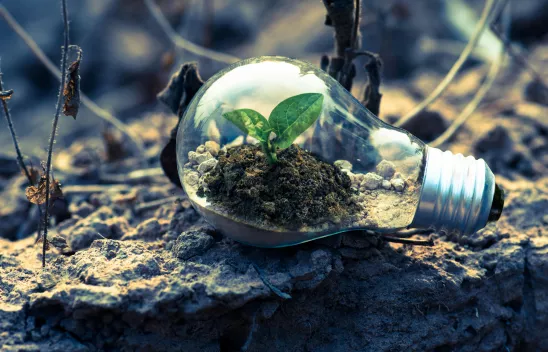 Eine Glühbirne liegt auf Erde. In der Glühbirne selbst wächst eine kleine grüne Pflanze